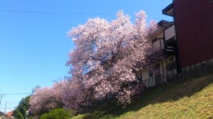 桜2014の写真