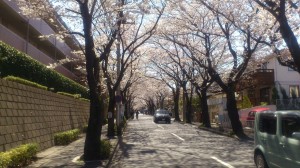桜2014の写真