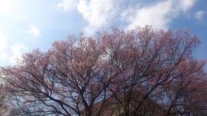 青空に桜の写真