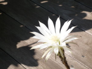サボテンの花の写真